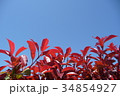 赤い葉と青空 34854927