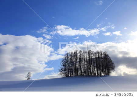 雪原の青い影 34855005