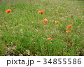 春の雑草と花 34855586