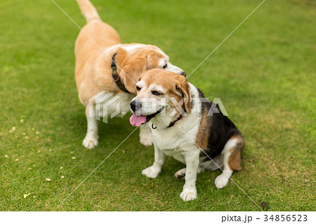 ビーグル犬 34856523