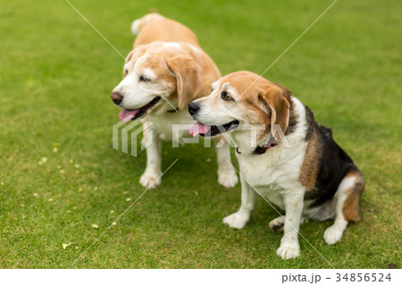 2匹のビーグル犬 34856524