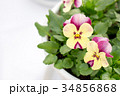 パンジー・ビオラ（ミニマンゴー アイボリーピンク） 34856868