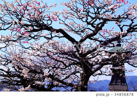 中山寺（宝塚市）境内に咲く梅の花 34856878