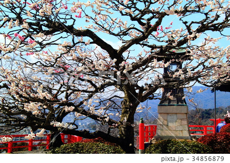 中山寺（宝塚市）境内に咲く梅の花 34856879