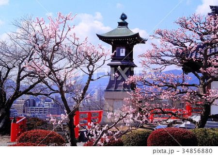 中山寺(宝塚市)境内に咲く梅の花 中山寺(宝塚市)境内に咲く梅の花 34856880