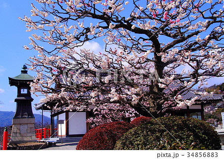 中山寺 宝塚市 境内に咲く梅の花の写真素材