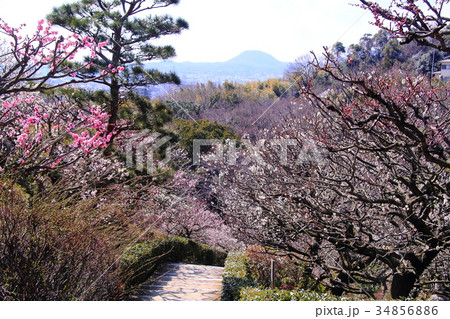 中山寺（宝塚市）梅林に咲く梅の花 34856886