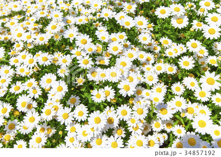 5,296,277 Flower Field Images, Stock Photos, 3D objects, & Vectors