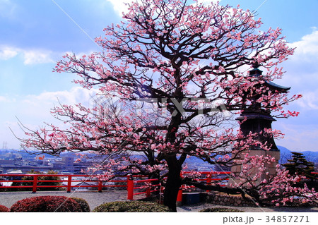 中山寺(宝塚市)境内に咲く梅の花 中山寺(宝塚市)境内に咲く梅の花 34857271