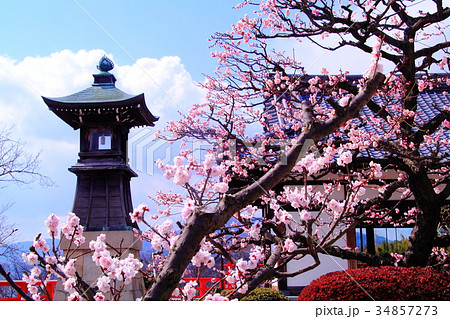 中山寺（宝塚市）境内に咲く梅の花 34857273