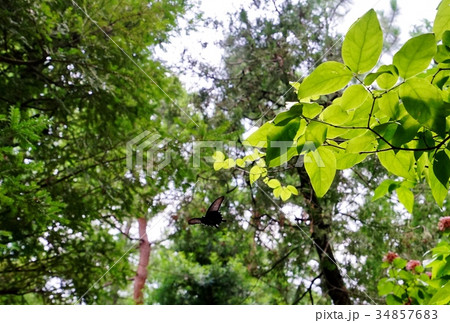クロアゲハ 34857683