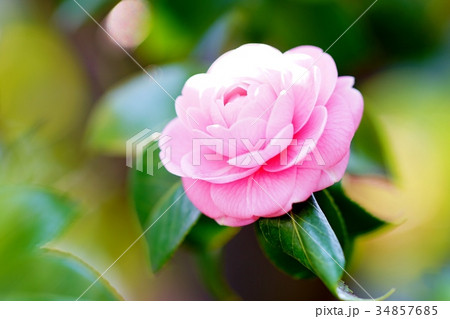 ピンクの椿 34857685