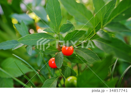 フユサンゴの実 フユサンゴの実 34857741