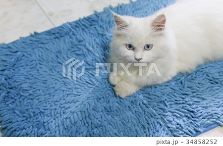 white cat lying on blue carpet on the floor white cat lying on blue carpet on the floor 34858252