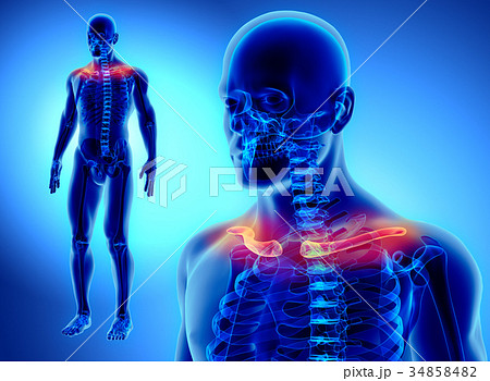 3D illustration of Clavicle, medical concept. 3D illustration of Clavicle, medical concept. 34858482