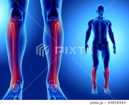 3D illustration of Fibula, medical concept. 34858484