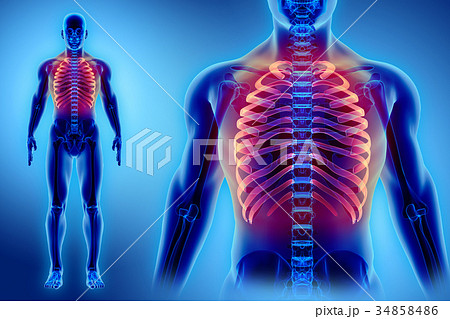 3D illustration of Ribs, medical concept. 34858486