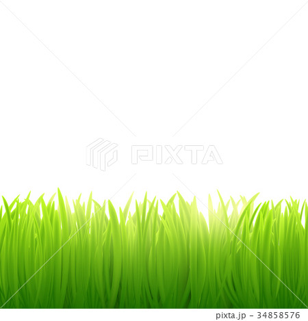 natural background of grass on white background 34858576