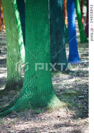 forest with painted trees 34858843