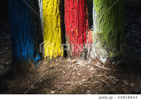 forest with painted trees forest with painted trees 34858844