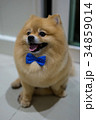 pomeranian dog cute pets short hair style in home, 34859014