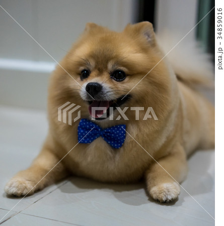 pomeranian dog cute pets short hair style in home, pomeranian dog cute pets short hair style in home, 34859016