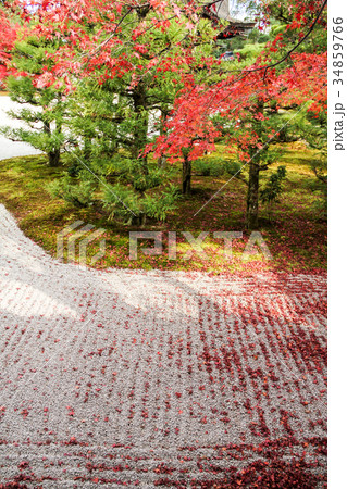 仁和寺・南庭の白砂に紅葉 34859766