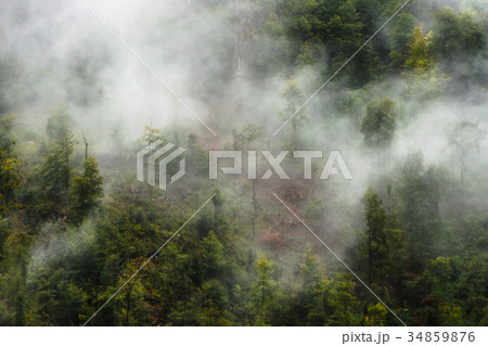 Natural view from above of trees and fog in the 34859876