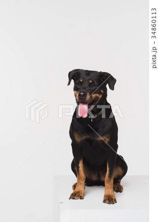 Portrait of a Rottweiler on a white background Portrait of a Rottweiler on a white background 34860113