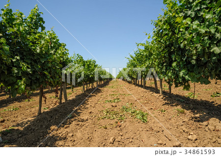 Ripe grapes in his vineyard 34861593