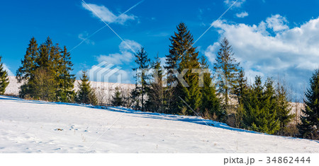 row of spruce trees on a snowy hillside 34862444
