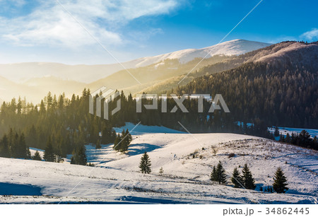 spruce forest on snowy hills 34862445