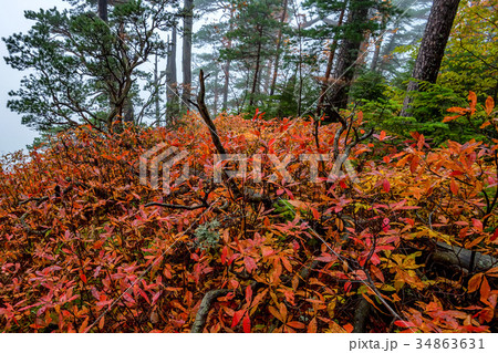 Scenic landscape of forest in fall and lonely tree 34863631