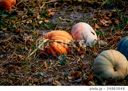Filed with pumpkins 34863648