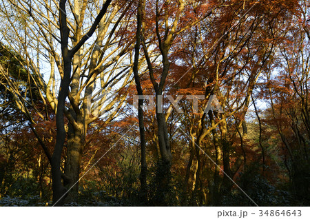 夕日射す鎌倉獅子舞の谷、大銀杏と紅葉 夕日射す鎌倉獅子舞の谷、大銀杏と紅葉 34864643