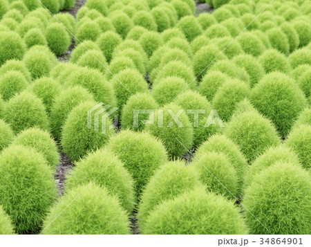 地面を埋め尽くすコキア 地面を埋め尽くすコキア 34864901