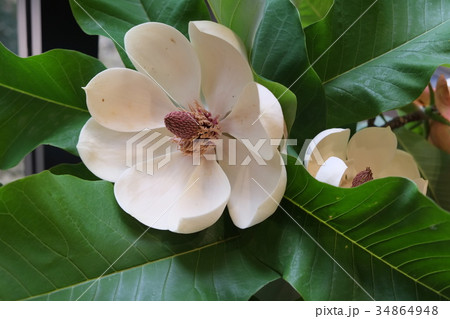 ２０１６年初夏のホウの木・花その１２ 34864948