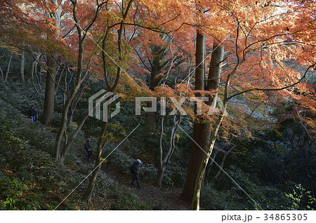 夕日射す鎌倉獅子舞の谷、紅葉とハイカー 夕日射す鎌倉獅子舞の谷、紅葉とハイカー 34865305