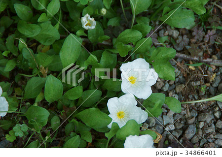 銀盃草 ギンパイソウ 花言葉は 心が和む の写真素材
