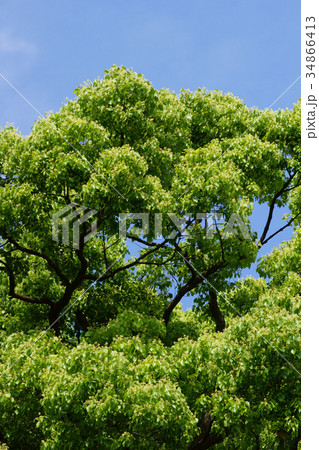 樟　クスノキ　花言葉は「芳香」 34866413