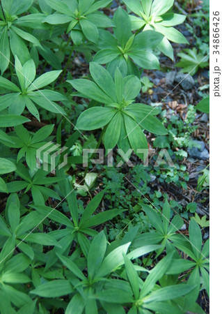 車百合 クルマユリ 花言葉は「純潔」 車百合 クルマユリ 花言葉は「純潔」 34866426