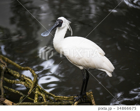 Royal spoonbill (Platalea regia) wading in water Royal spoonbill (Platalea regia) wading in water 34866675