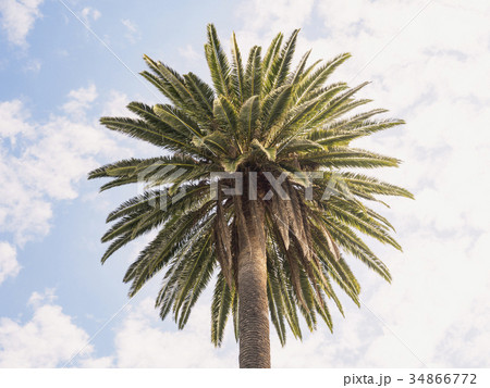 Palm tree against sky Palm tree against sky 34866772