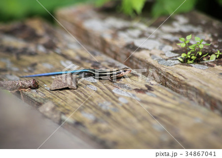 ヒガシニホントカゲ 34867041