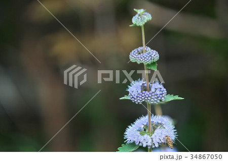 薄紫のペニーロイヤルミントの花 薄紫のペニーロイヤルミントの花 34867050