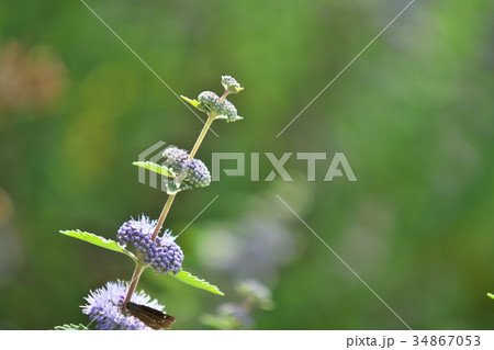 薄紫のペニーロイヤルミントの花 薄紫のペニーロイヤルミントの花 34867053