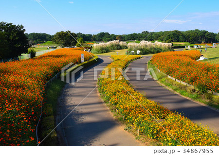 ひたち海浜公園 コスモスに囲まれたサイクリングロートの写真素材