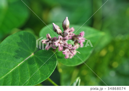 ガガイモの花 34868074