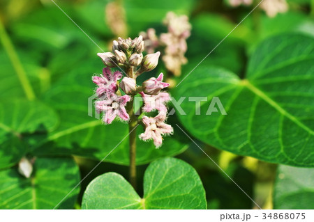 ガガイモの花 34868075