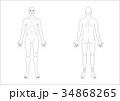 男性人体図おもてうらA3ヨコ 34868265